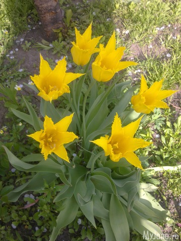 ��� �������� �����