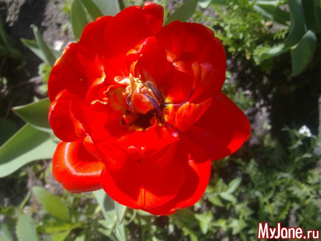 ��� �������� �����