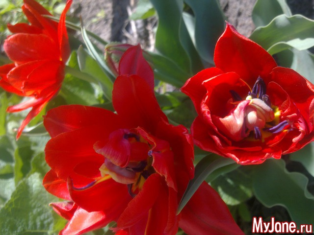 ��� �������� �����