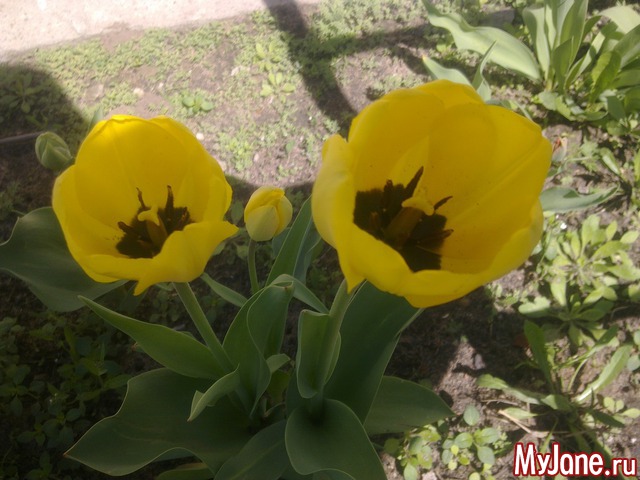 ��� �������� �����