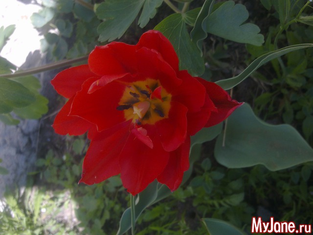 ��� �������� �����