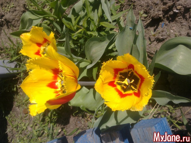 ��� �������� �����