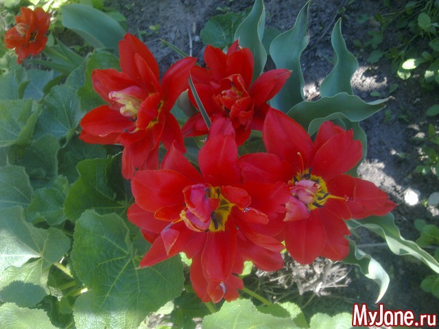 ��� �������� �����