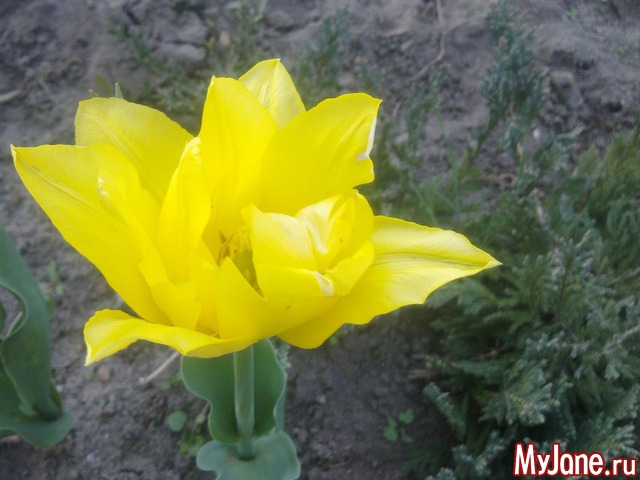 ��� �������� �����