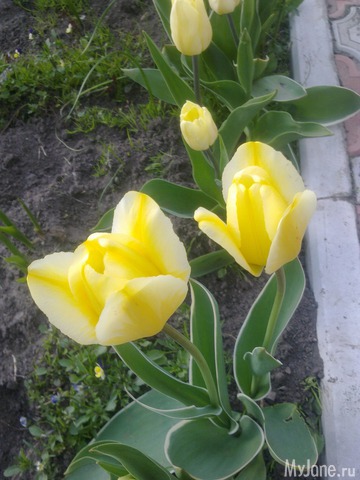 ��� �������� �����