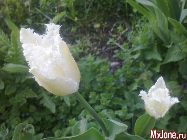 ��� �������� �����