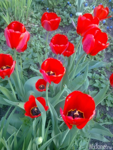 ��� �������� �����