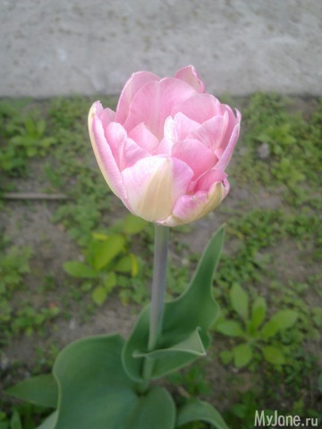 ��� �������� �����