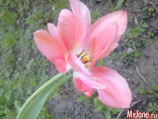 ��� �������� �����