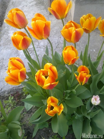 ��� �������� �����