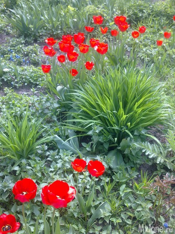 ��� �������� �����