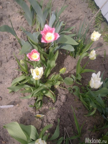 ��� �������� �����