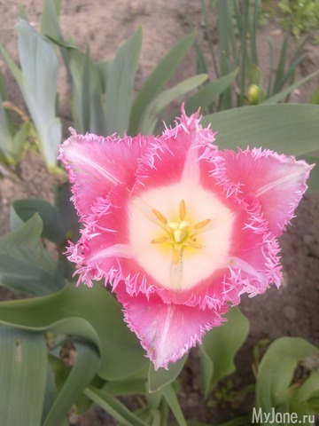 ��� �������� �����