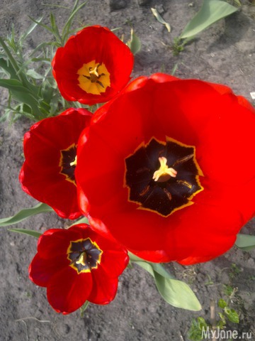 ��� �������� �����