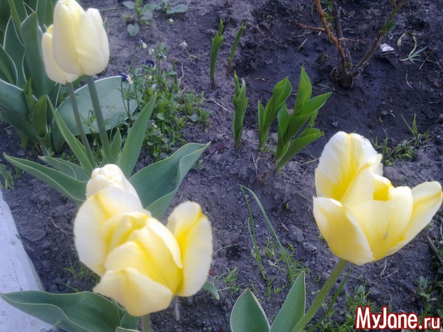 ��� �������� �����