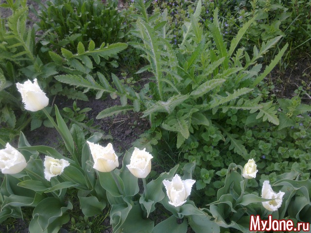 ��� �������� �����