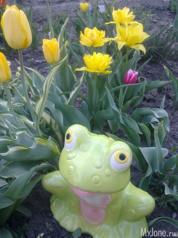 ��� �������� �����