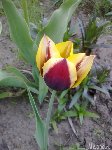 ��� �������� �����