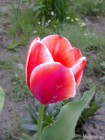 ��� �������� �����