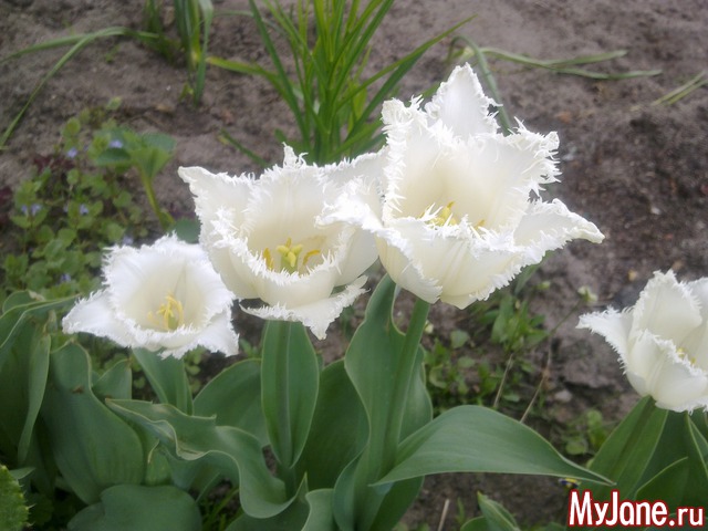 ��� �������� �����