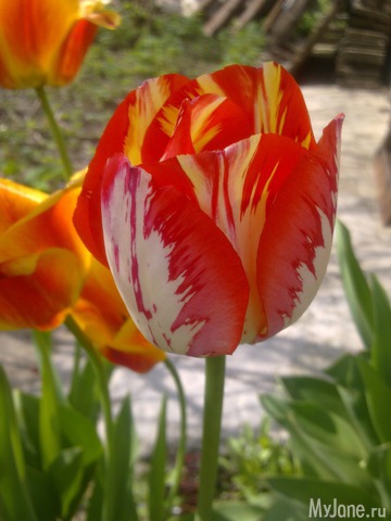 ��� �������� �����