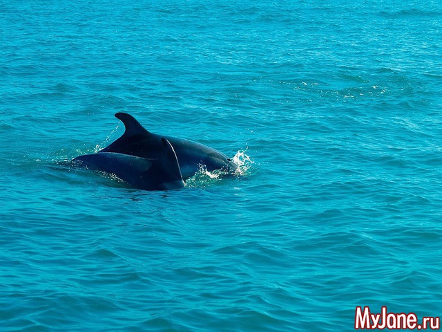 ������� ����� ��������� ������� ���� ����������� �-�