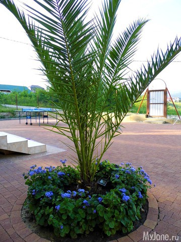 ������� ����� ��������� ������� ���� ����������� �-�