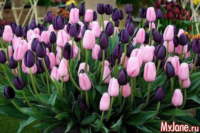 ��� ��������� ���� ���!