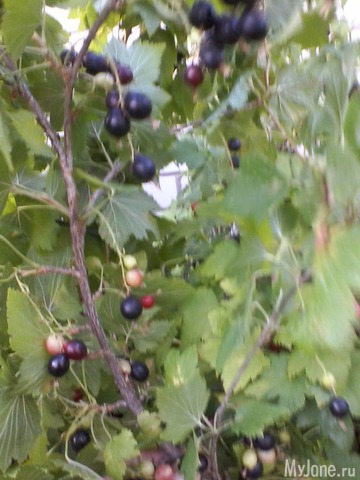 ��� ��������� ���� ���!