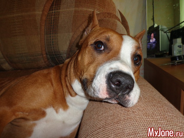 ��� �������