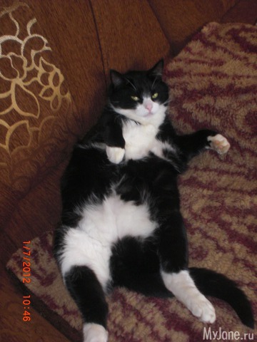 ��� ������� ���