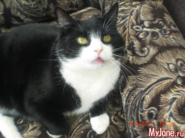 ��� ������� ���