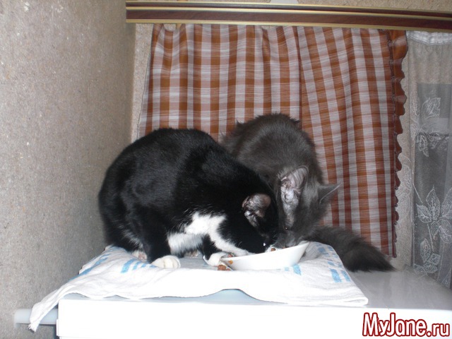 ��� ������� ���