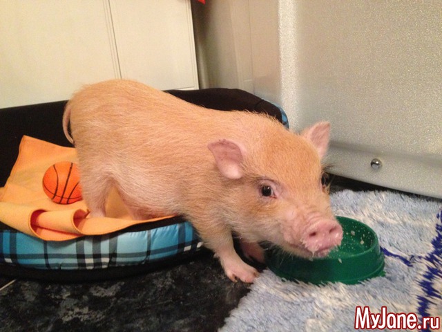 ���� ���