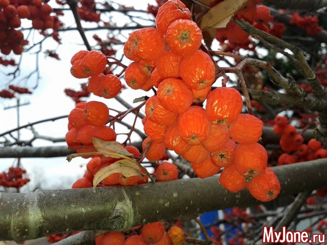 �����-��� ���� ������