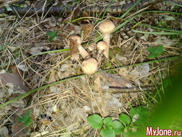 ������� ���