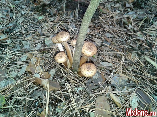 �����-��� ���� ������