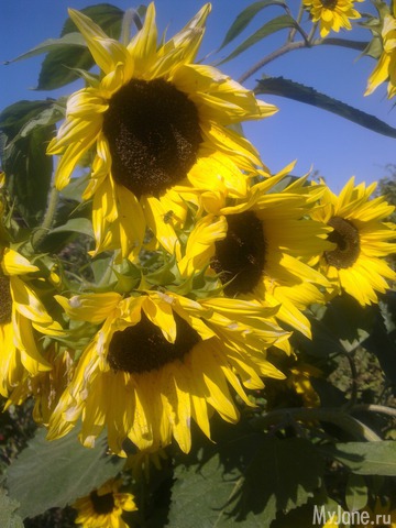 ����������