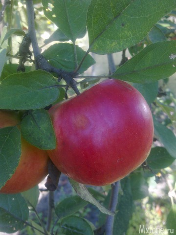 ������ � ����� �����. 2015 ���.