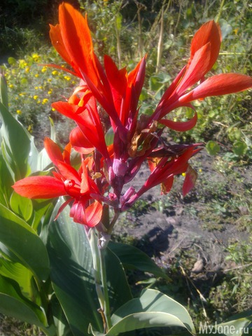 ������ � ����� �����. 2015 ���.