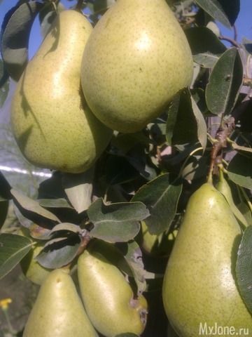 ������ � ����� �����. 2015 ���.