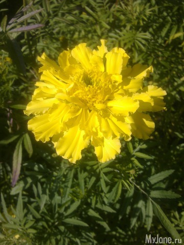 ������ � ����� �����. 2015 ���.