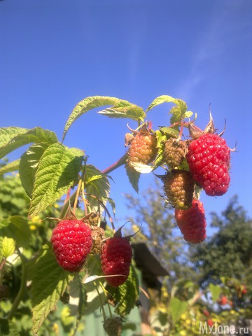 ������ � ����� �����. 2015 ���.