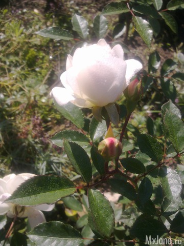 ������ � ����� �����. 2015 ���.