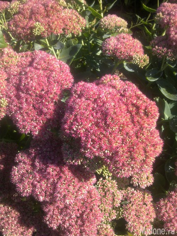 ������ � ����� �����. 2015 ���.