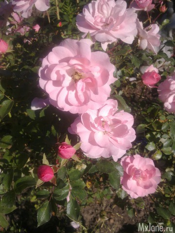 ������ � ����� �����. 2015 ���.