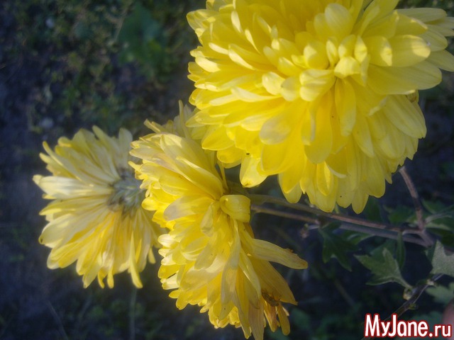 ������ ����������