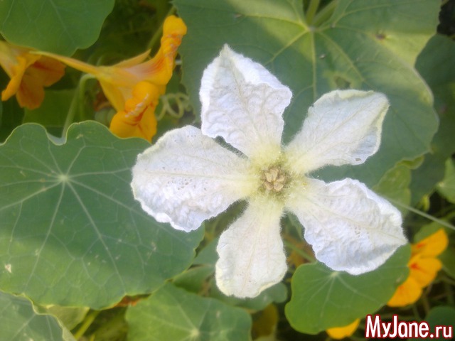 ������ � ����� �����. 2015 ���.