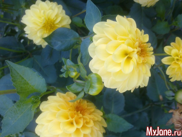 ������ � ����� �����. 2015 ���.