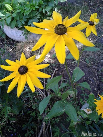 �����-��� ���� ������